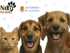Alicante impulsa el bienestar animal con la jornada EduCANdo en el Parque de la Antigua Cochera EduCANdo - Bienestar animal - Alicante